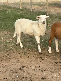 Katahdin ram lambs 