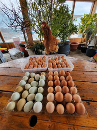 Fertilized chicken eggs MARKHAM