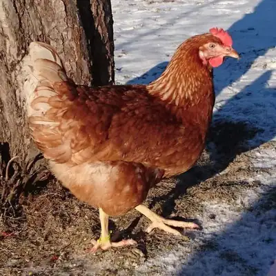 Lohmann brown laying hens for sale, View more