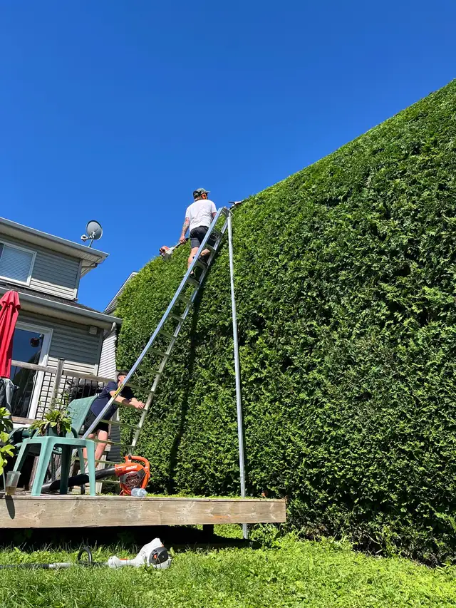 Hedge Trim / Planting /Removal / Aeration / Dethatch / hiring62863719805058123