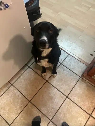 looking for new home, View more