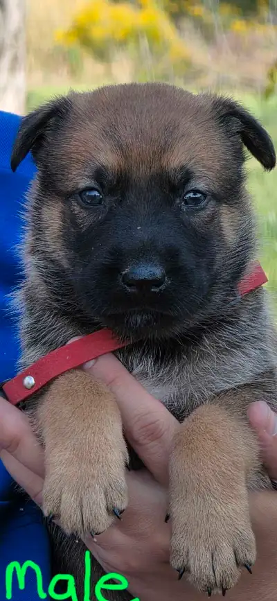 Gorgeous pups available, View more