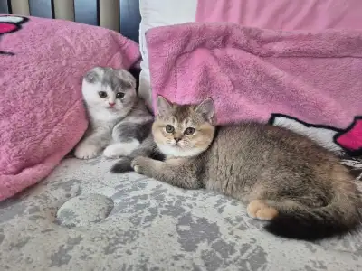 2 Scottish Fold x BSH Kittens Left!!, View more
