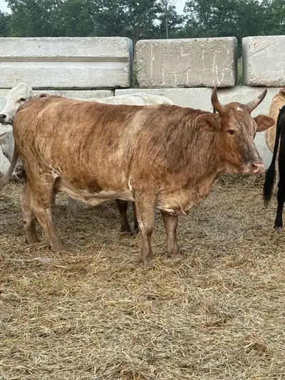 cross bred Brahma cows bred, View more