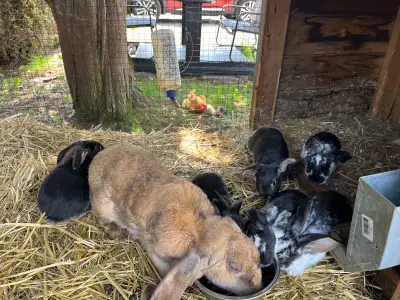 1/2 english lop 1/2 rex, View more
