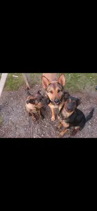 German shepherd mixed puppies looking for good forever homes.