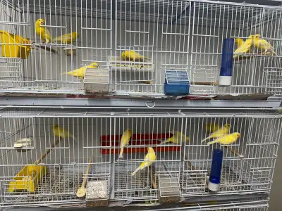 Couple de canari malinois , View more