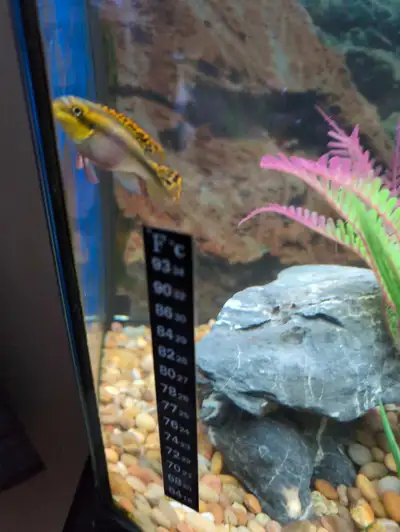 Male and female kribenses for sale , View more
