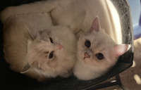 Male British shorthair , silver shaded colour &  Female ragdoll 