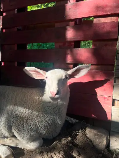 9 week old east fresian ram lamb weaned and ready to find a new home. He is extremely friendly and c...
