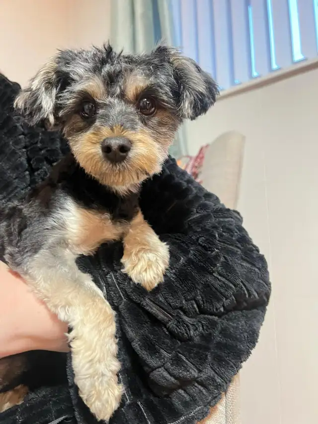 Morkiepoo Puppies in Dogs & Puppies for Rehoming in Oshawa / Durham Region - Image 10