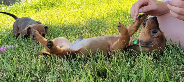 Purebread Miniature Dachshund Puppies Ready for Forever Homes! in Dogs & Puppies for Rehoming in Winnipeg - Image 4