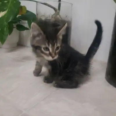 $25 Grey Female Tabby 9 Weeks old, View more
