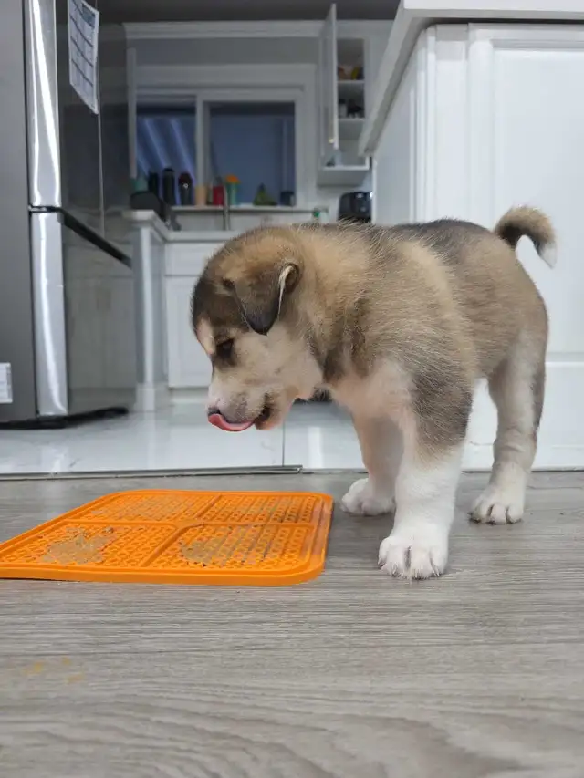 Husky Bernese/Shepherd Puppies in Dogs & Puppies for Rehoming in City of Toronto - Image 8