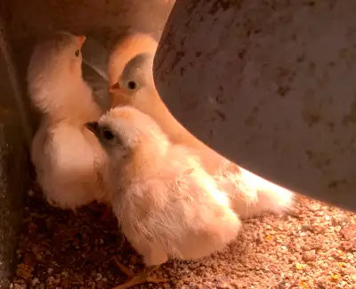 10 days old serama chicks looking new home. Still need heating lamps keep warm. Price for group 5 ch...