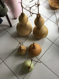 Nice natural grown bottle gourd