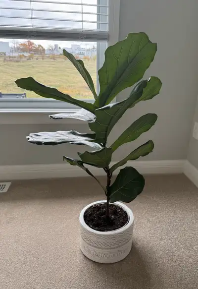 40” Fiddle Leaf Fig in Decorative Pot, View more