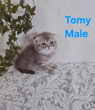 Scottish fold kittens, View more