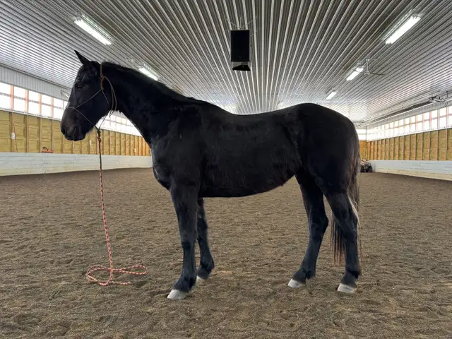 3 year old Friesian Sporthorse Filly under saddle  in Horses & Ponies for Rehoming in Fort St. John - Image 3