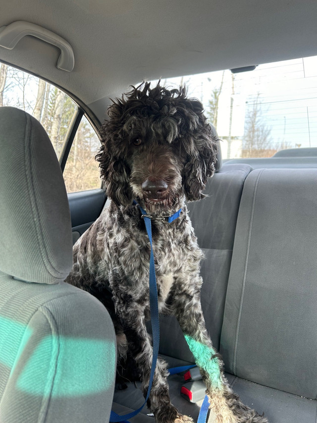 2 yr old intact male labradoodle in Dogs & Puppies for Rehoming in Sault Ste. Marie - Image 2
