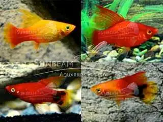 Hi Fin platy $4 each or 3 for $10
