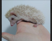 Gorgeous pair of unrelated hedgies