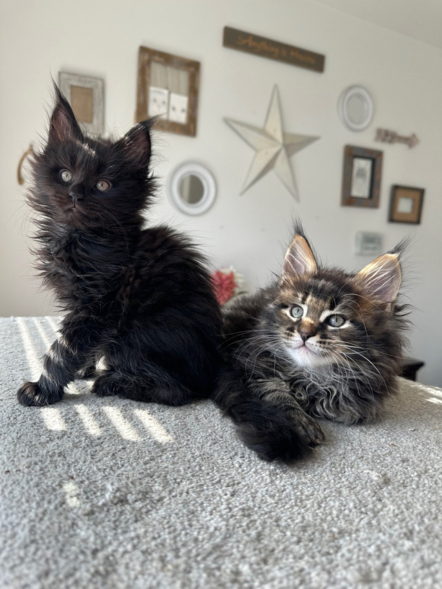 European Maine coon kittens purebred  in Cats & Kittens for Rehoming in Delta/Surrey/Langley