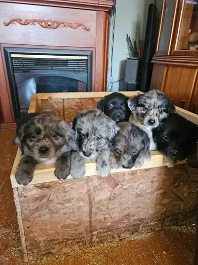 GOLDEN AUZZIE PUPPIES, View more