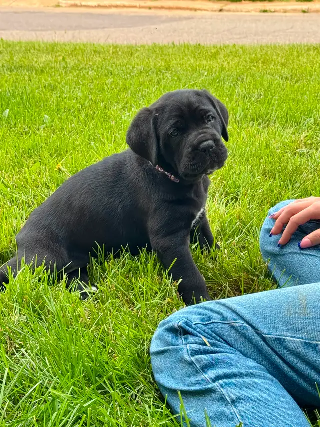 Cane Corso in Dogs & Puppies for Rehoming in City of Montréal - Image 6