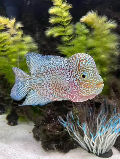 Flowerhorn Fish, View more