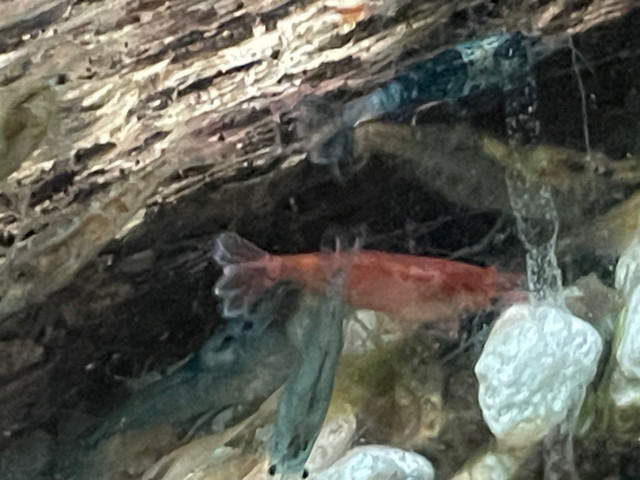 Mixed shrimp in Fish for Rehoming in Hamilton - Image 2