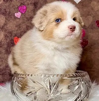 Australian Shepherd puppies, View more