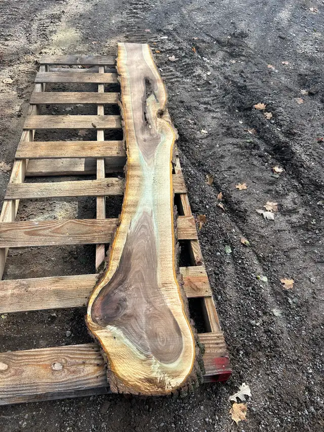Black walnut in Other in Oakville / Halton Region - Image 4
