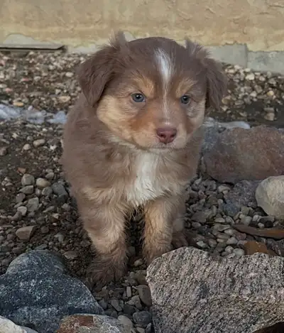 Purebred Mini Aussie Puppies For Sale, View more