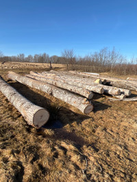 Poplar saw logs