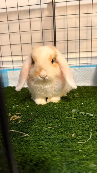Holland lop bunny for rehoming, View more