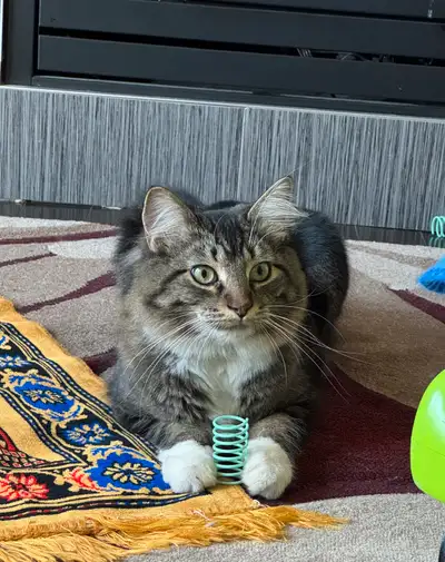  Lost cat in Callaghan area SW of Edmonton , View more