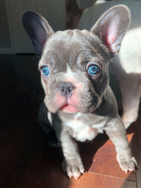 high quality ckc pure breed French Bulldog new born puppies