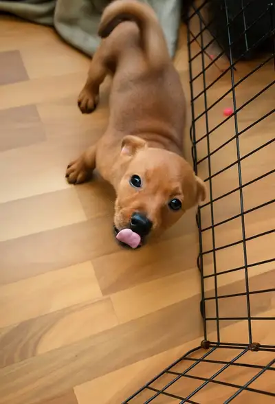 Puppy to sell, View more