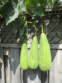Luffa seeds plus other Veg, and flowers seeds