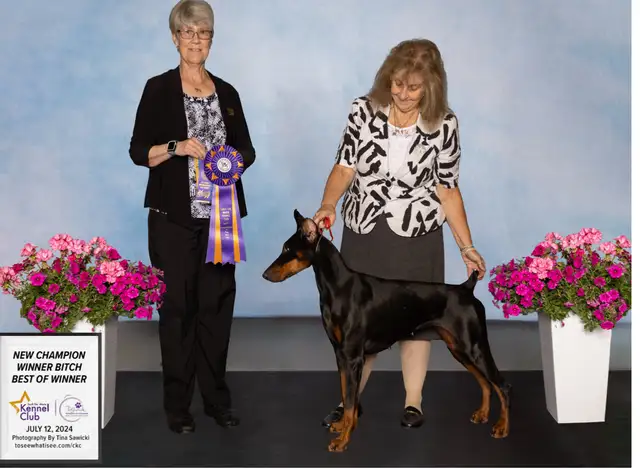 European CKC Registered top pedigree Doberman puppies in Dogs & Puppies for Rehoming in Mississauga / Peel Region - Image 8