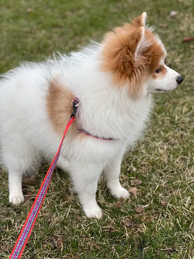 $995.00 POMSKY PUPPIES F1 B, FATHERS DAY SPECIAL in Dogs & Puppies for Rehoming in Oshawa / Durham Region - Image 3