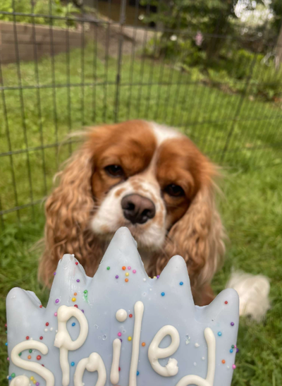 Pet Sitting Available – Tri-Cities, View more