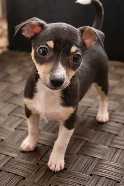 Runt female Chihuahua, View more