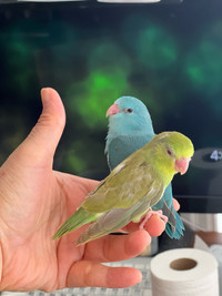 Baby female  parrotlet