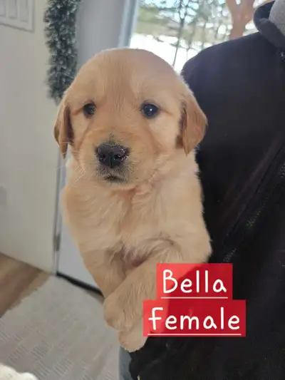 Talah's Golden Retriever puppies are ready for their new homes this weekend! They're vaccinated, dew...