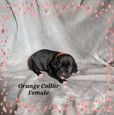 American bulldog pups available !! We had a litter of 9 gorgeous American bulldog pups with 6 left a...