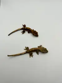 Baby Crested Geckos for sale