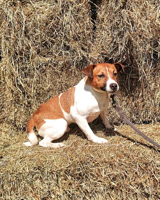 ***Chien Jack Russell mâle adulte à vendre in Dogs & Puppies for Rehoming in Longueuil / South Shore - Image 4