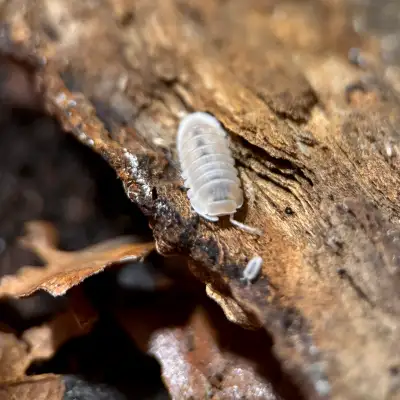 Cubaris Murina “Glacier” Isopods, View more